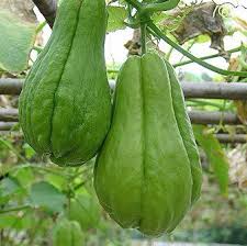 We did not find results for: The Best Times To Plant And Grow Choko Chayote In New Zealand Temperate Regions Planting Vegetables Different Fruits And Vegetables Fruit Plants