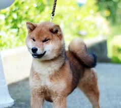 L'alimentazione di un cucciolo di cane è importante anche per evitargli problemi di salute dovuti a carenza di vitamine come la vitamina d, il calcio, il cosa devono mangiare i cani cuccioli. 9 Migliori Alimenti Per Cani Shiba Inu E Le Migliori Marche Per Cuccioli E Anziani Casa Del Vento
