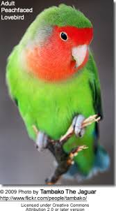 Lovebird Species Beauty Of Birds