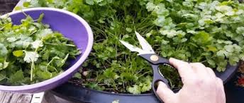 No need to sow in rows. Growing Coriander A Step By Step How To Grow Guide
