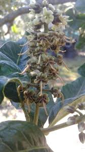 Image result for Bersama lucens