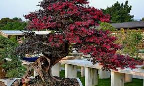 Pohon sisir/kaliage atau di sebut juga cudrania chochinsinensis adalah pohon atau tanaman yang bentuknya bergerombol dan merambat.habitatnya kebanyakan d. 10 Foto Bonsai Serut Harga Termahal 2021 Di Dunia Indonesia