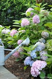 Free shipping on orders over $99.99—buy trees online with garden goods direct® today! Endless Summer Hydrangeas The Reblooming Hydrangea Kelly Elko