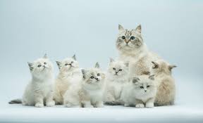 967 coon cats products are offered for sale by suppliers on alibaba.com, of which interactive toys accounts for 5%, ropes accounts for 1%, and feather toys accounts for 1%. Giant Maine Coon Price Uk Or Usa Mainecoon Companion