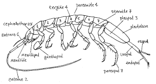 Image result for Centropodia