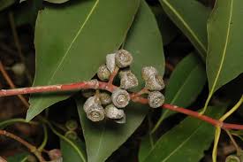 Image result for Lophostemon confertus