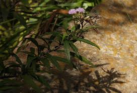 Image result for Vernonia wollastonii