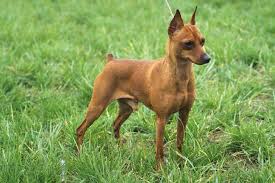 77 Veracious Doberman Pinscher Puppy Growth Chart