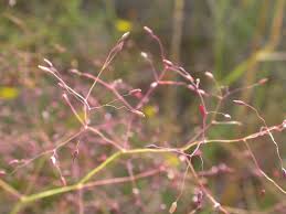 Image result for Tricholaena