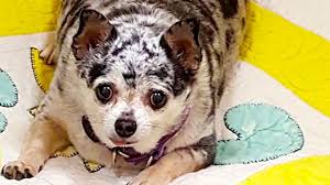 Image result for chihuahua big obesity