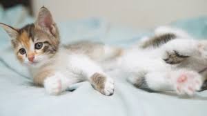 Huge collection, amazing choice, 100+ million high quality, affordable rf and rm images. Two Little White Kitty Kittens Stock Footage Video 100 Royalty Free 1019549362 Shutterstock