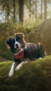  Pin By Trá»ng HÄ' On Ä'á»ng Váº­t Dog Foto Animals Amazing Cute Dogs