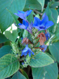 Image result for Eranthemum pulchellum