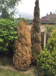 The base of the tree should always be submerged and continually topped up to prevent the tree from drying out and dying. Christmas Tree Is Dying Bbc Gardeners World Magazine