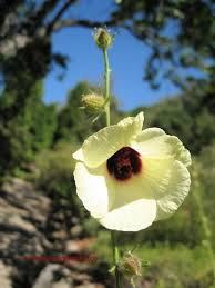 Image result for Hibiscus diversifolius