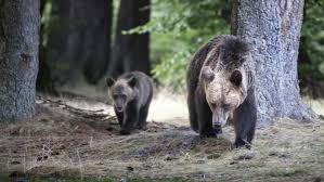 In fiecare zi, cele mai importante evenimente, transmisiuni live, analize, anchete si reportaje. Tanczos Barna Despre Ursi Cand Sunt Atacate Persoane Cu SiguranÅ£Äƒ Se Va Interveni Pentru Protejarea Persoanei Nu A Ursului