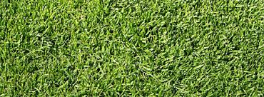 Image result for Paspalum