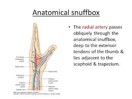 The Hand Dr Idara C Eshiet Ppt Download You see three prominent tendons. the hand dr idara c eshiet ppt download