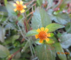 Image result for Aspilia ciliata