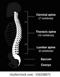 That's why we handcraft metabolically appropriate food for dogs: Human Backbone Names Spine Sections Numbers Stock Vector Royalty Free 318108875
