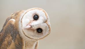 This sequence is taken over a few days from inside my barn owl nest box. British Barn Owls Still Struggling To Adapt To Modern Life Birdlife