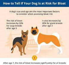 An Important Pet Safety Message What You Should Know About Bloat Pet Safety Pets Safety Message