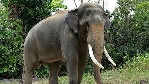 Lalu buat bagian kepalanya dengan bentuk setengah. Ada Gajah Purba Di Flores Dari Manakah Asal Usul Gading Ntt Bangkit Berita