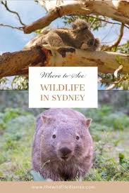 Where Can You See Wild Australian Animals In Sydney Wildlife Travel Nature Adventure Australian Animals