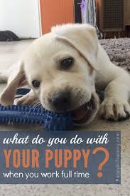 What Do You Do With Your Puppy When You Work Full Time Puppy Training Training Your Dog Dog Training