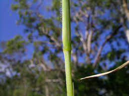 Image result for Eragrostis tenuifolia