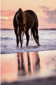pin von pablo luna auf chevaux pferde pferde hintergrundbilder pferdefotos