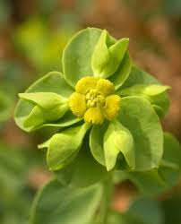 Image result for Euphorbia granulata