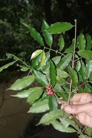 Image result for Symphonia globulifera