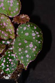 Image result for Begonia squamulosa