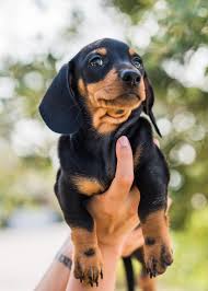 Black And Tan Dachshund Puppies For Sale Near Me Breed Dachshund Gender Male Registry Akc Personality Calm Date Available Available Today Special Markings Black In 2020 Mini Dachshund Puppy Finder Dog Friends