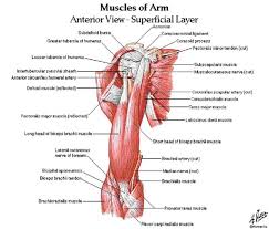 Anterior Upper Arm 2 Arm Muscle Anatomy Arm Muscles Muscle Anatomy