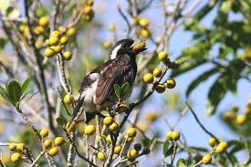 Garden Birds Of South Africa Pictures And Names Attracting Fruit Eating Birds Like Turacos Barbets And Mousebirds Using Indigenous Fruit Trees To A South African Garde South African Birds Bird Species Birds