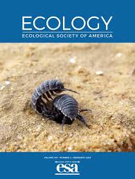 Image result for Bergia mossambicensis