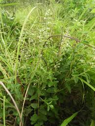 Image result for Ocimum lamiifolium