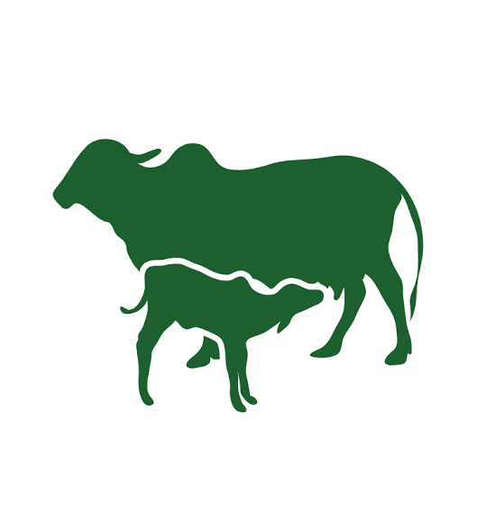 Order Best A2 Cow milk in jaipur - Get the Best Gir Cow A2 milk at your  doorstep