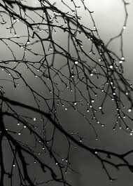 Beautiful Black And White Nature Background Pin By Paula Williams On Decor Diy Crafty Gigs Rain Photography White Photography Pictures