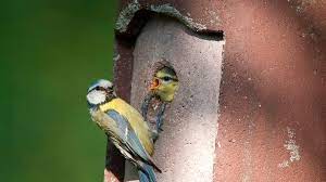 Eine systematische einteilung in gattungen arten ist in vollem gange und wird auf der grundlage von genetischen. In Nistkasten Reinschauen Lieber Nur Die Flugge Gewordenen Vogel Zahlen Bayern 1 Radio Br De