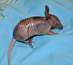 Baby Armadillo Armadillo Animal Armadillo Lizard Armadillo