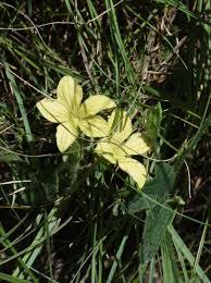 Image result for Cucumis hirsutus