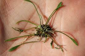 Image result for Limosella