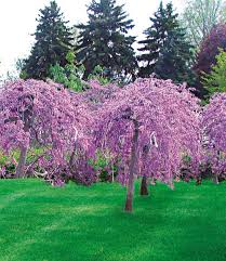 Cercis Lavender Twist Bluhende Straucher Bei Baldur Garten Garten Bepflanzen Pflanzen Garten