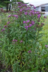 Image result for Vernonia glabra
