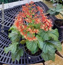 Saman pichcha flower in sri lanka. Clerodendrum Paniculatum Pagoda Flower Orange Tower Flower Clerodendron Toptropicals Com