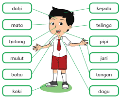 Dimana untuk peserta didik kelas 1, matematika akan mengajarkan mengenai bilangan, satuan, pengenalan bangun datar dan ruang. Materi Bahasa Jawa Kelas 1 Sd Cara Golden