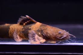 熱帯魚 ナマズ 中型